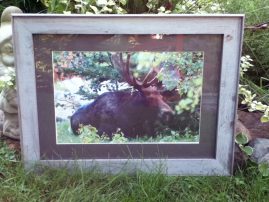 Barnwood Frame with Moose